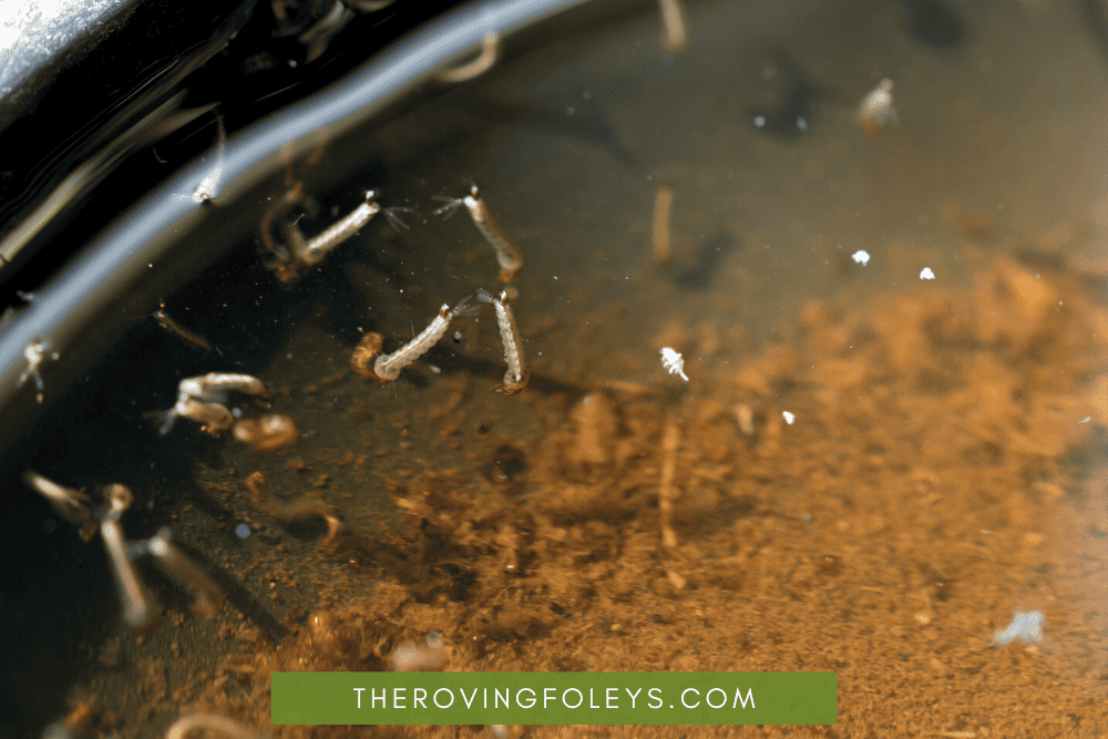 mosquito larvae in water