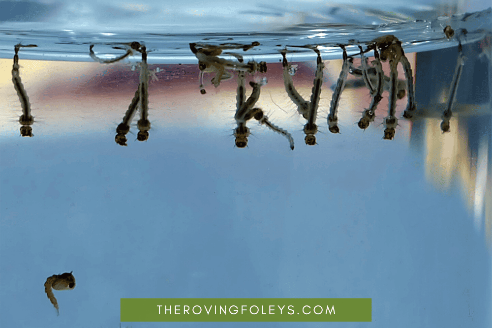mosquito larvae hanging from water