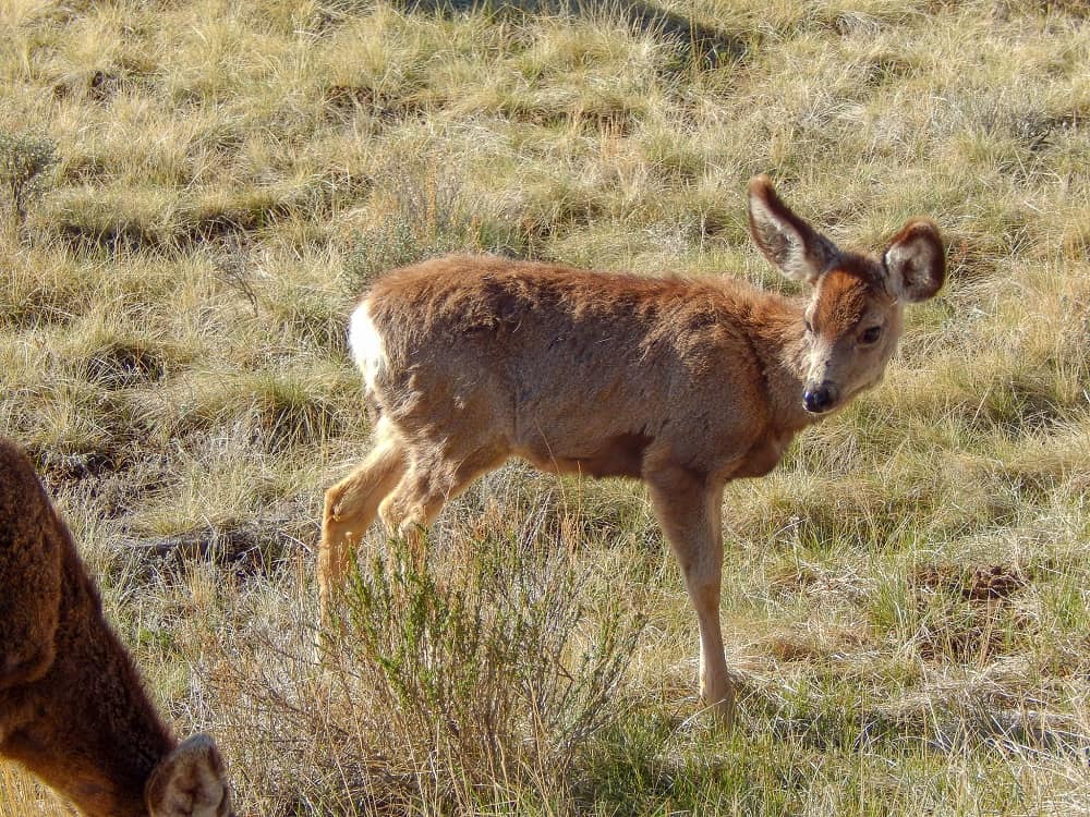 young mule deer on a hike at bryce