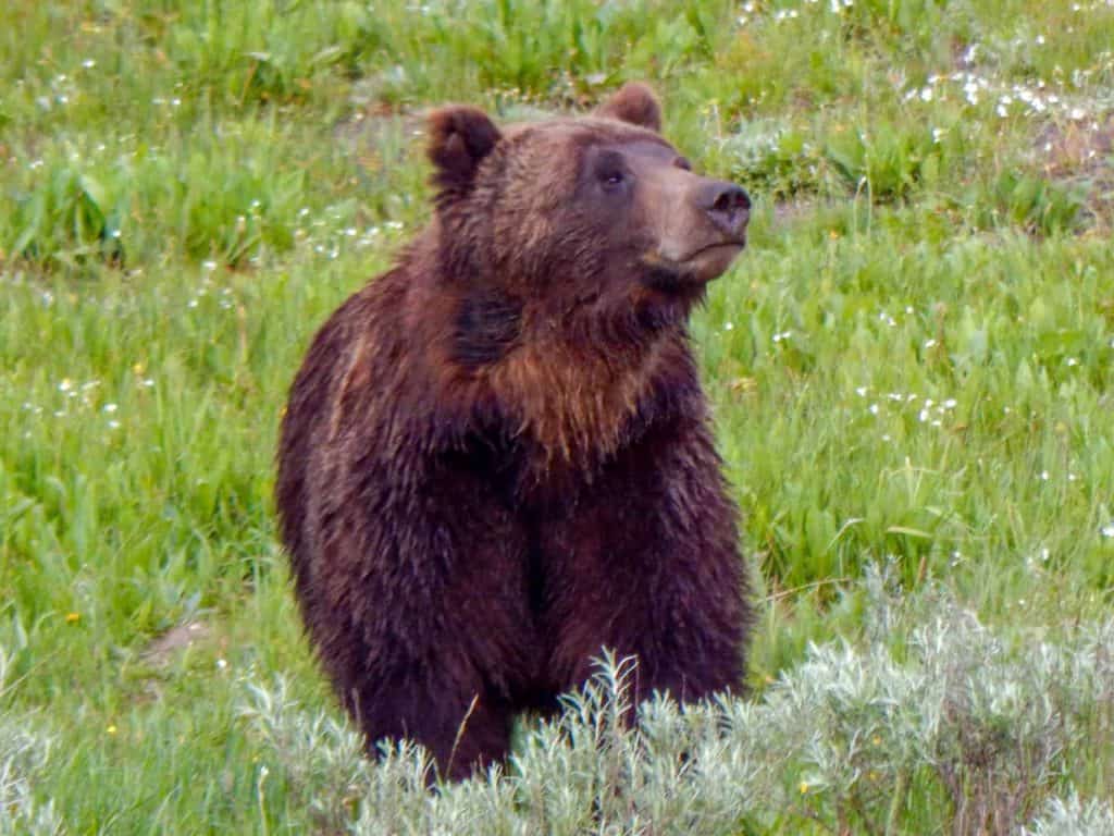 grizzly bear at yellowstone