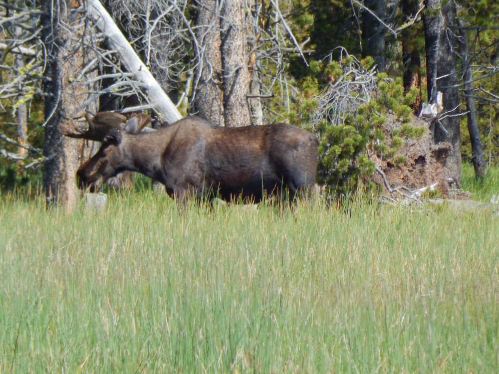 moose at yellowstone