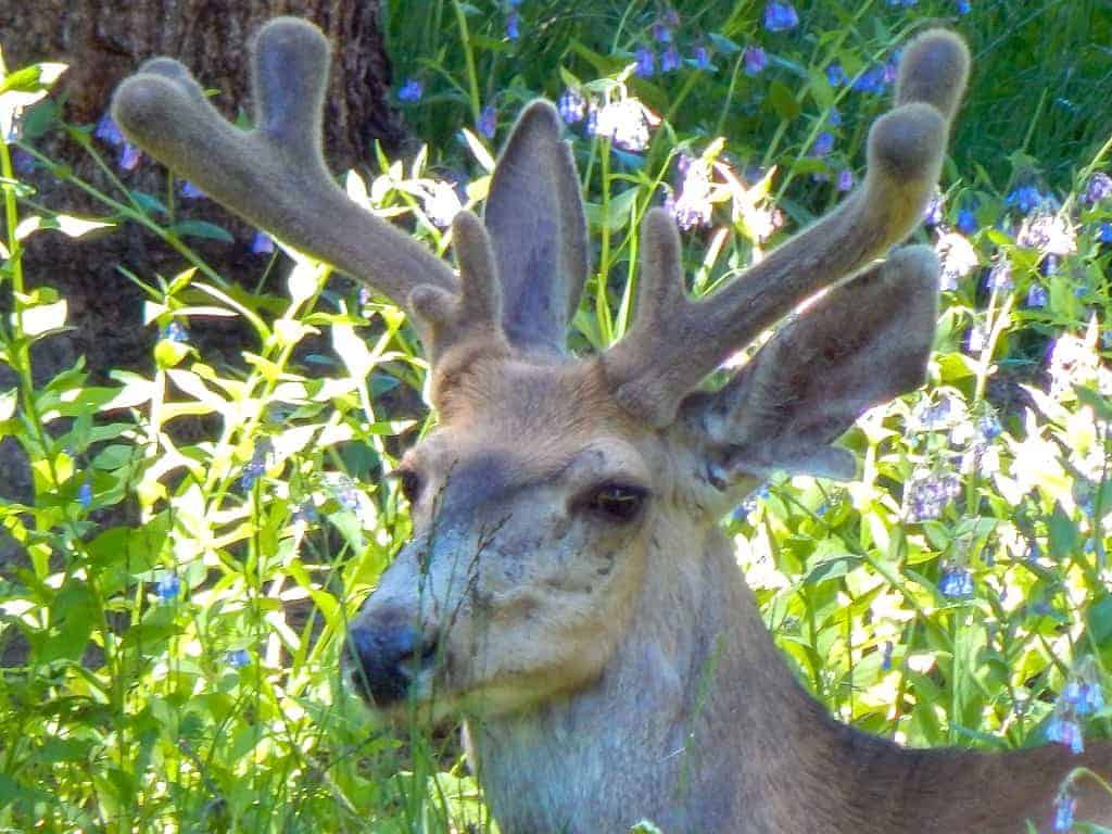 mule deer in yellowstone national park