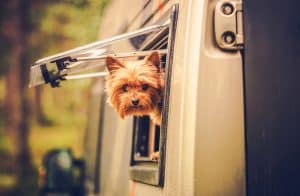 RVing with dogs yorkie with his head out the window of an RV