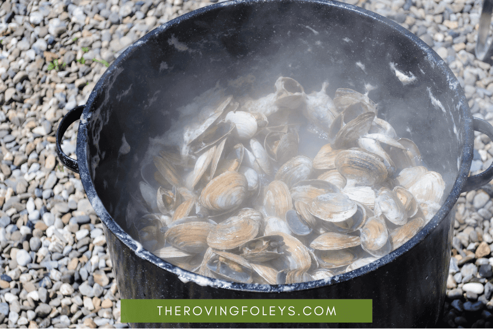 steamed clams in the dutch oven