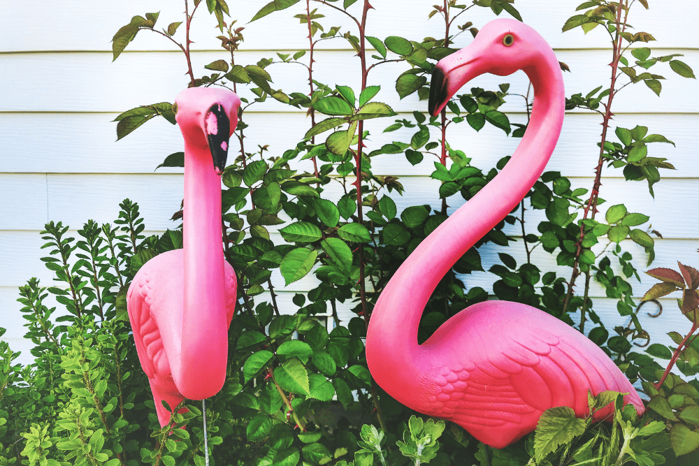 pink flamingos by bushes