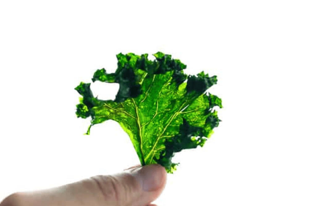 fingers holding a kale chip