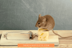 mouse sitting on top of cheese on a trap