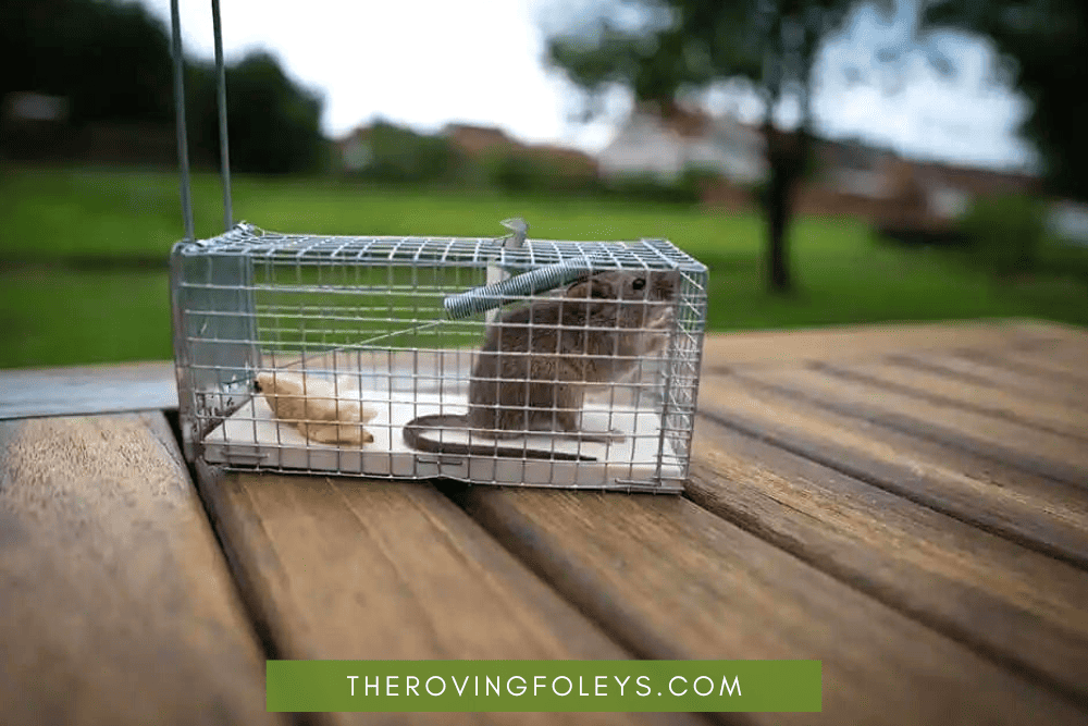 how to keep mice out of the camper with a live mouse trap
